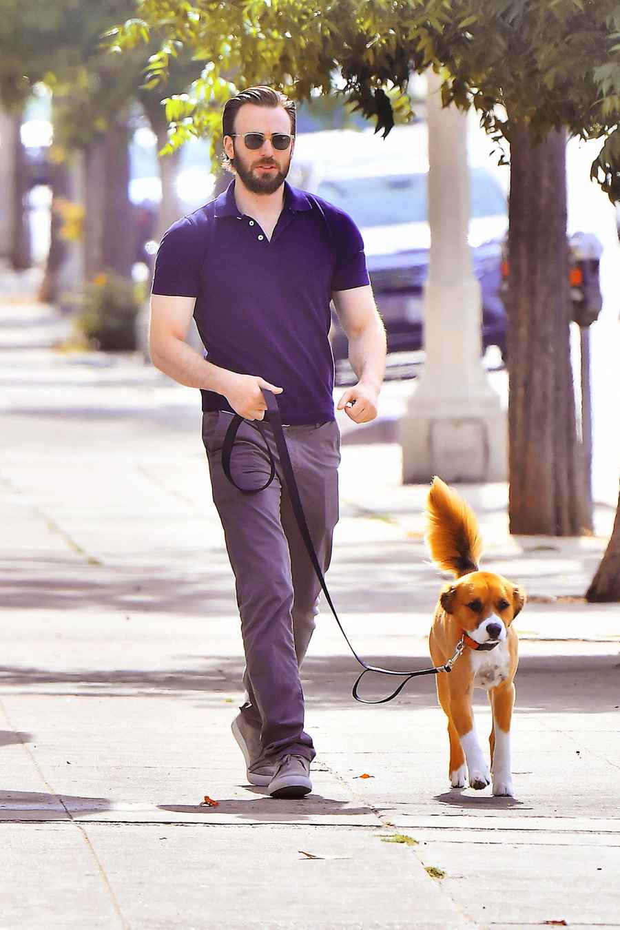 Jake Ryan Chris Hot Hunks Walking Their Dogs Chris Evans