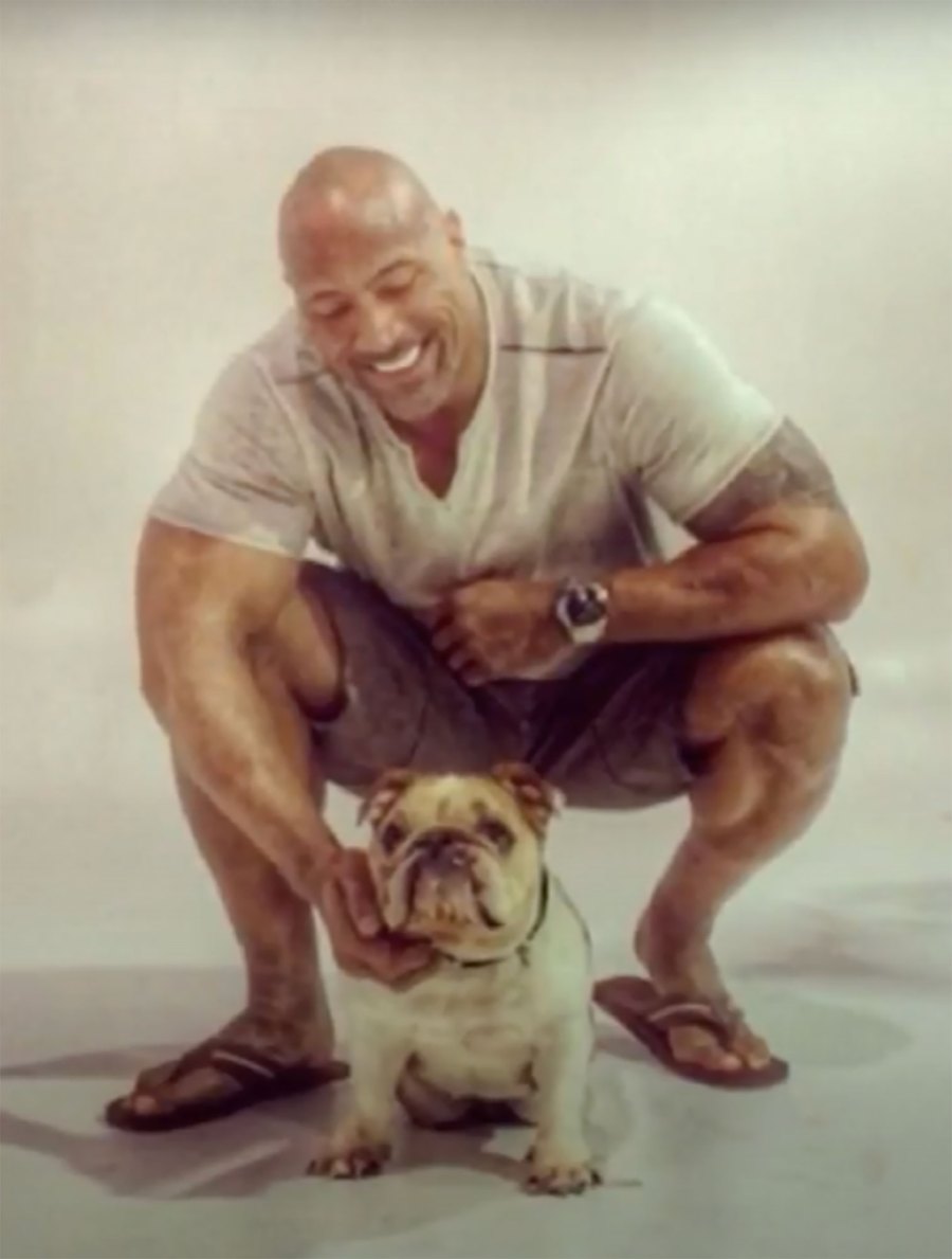Celebrities Who Love French Bulldogs: Lady Gaga, Reese Witherspoon, Megan Thee Stallion and More Dwayne the Rock Johnson