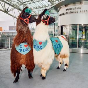 Llamas in Sweaters? Inside Portland Airport’s Viral Therapy Animal Program That’s Helping Travelers Relax