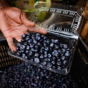 GettyImages-2253157448 Could Blueberries Help Protect Your Memory Study Says Yes