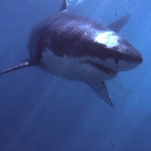 Man Who Captured Great White Shark off Cape Cod Is Charged With Animal Cruelty