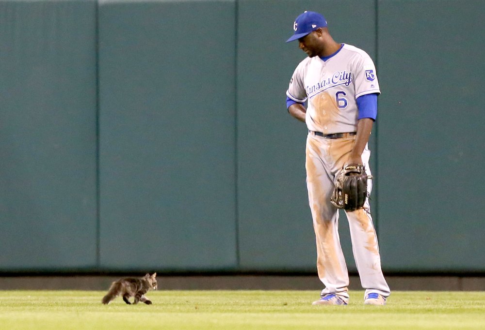 Kansas City Royals center fielder Lorenzo Cain watches a small cat trot past him in the sixth inning during a game against the St. Louis Cardinals on Wednesday, Aug. 9, 2017, at Busch Stadium in St. Louis.