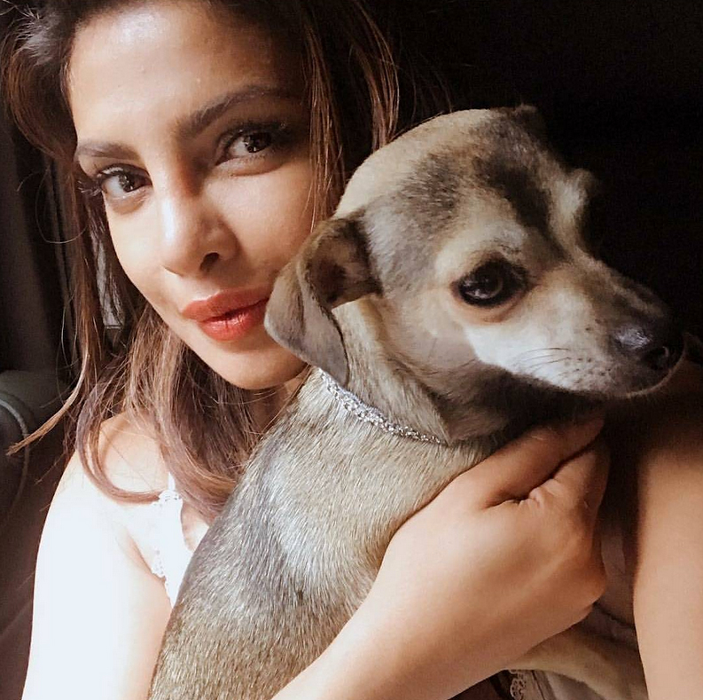Priyanka Chopra's dog