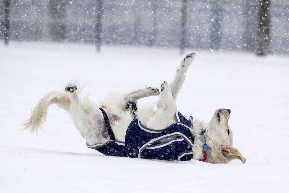 A dog rolls in the snow on the Boston Common as Winter Storm Stella bears down on March 14, 2017 in Boston, Massachussets.