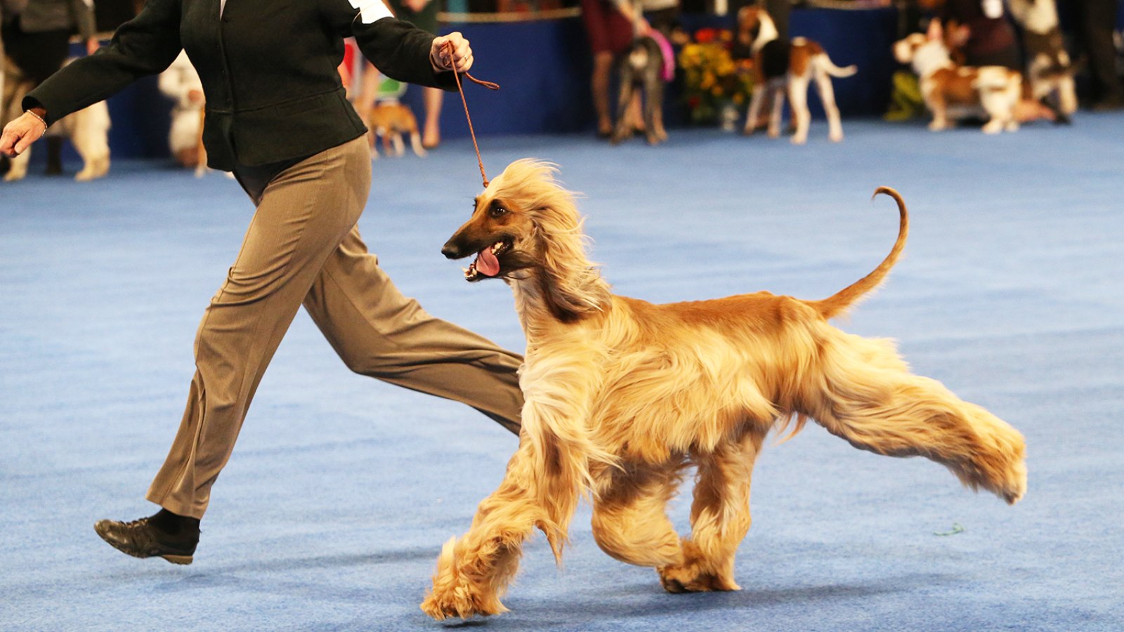 THE NATIONAL DOG SHOW PRESENTED BY PURINA -- 2015