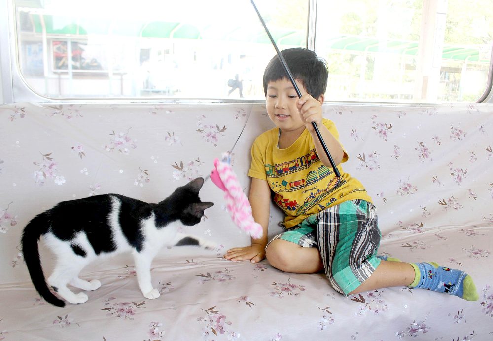 A boy plays with a cat aboard a cat cafe train on the Yoro Railway line between Gifu and Mie prefectures in central Japan in a one-day event on Sept. 10, 2017.