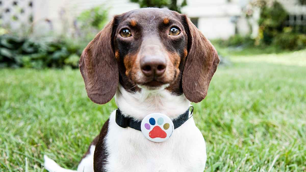 Pip