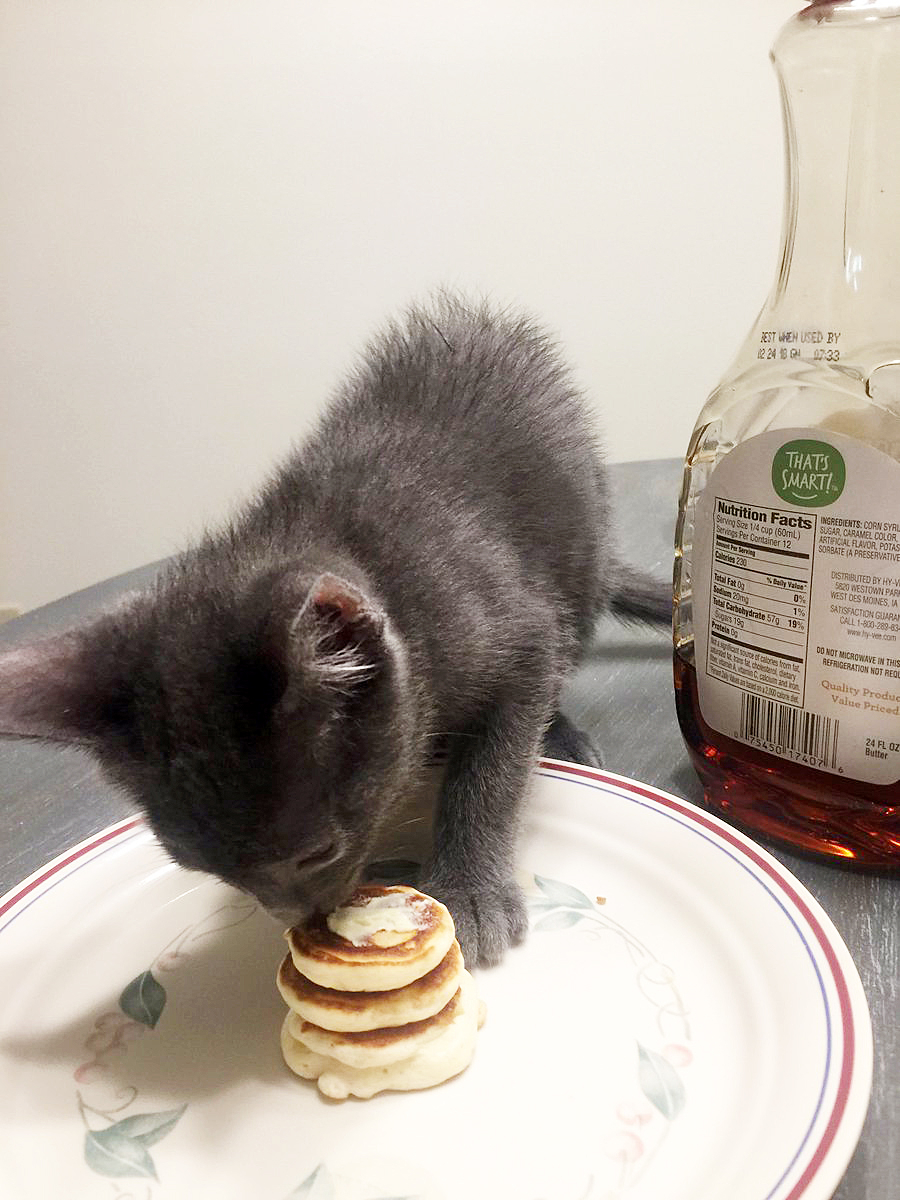Chase Stout Kenzie Jones kitten pancakes