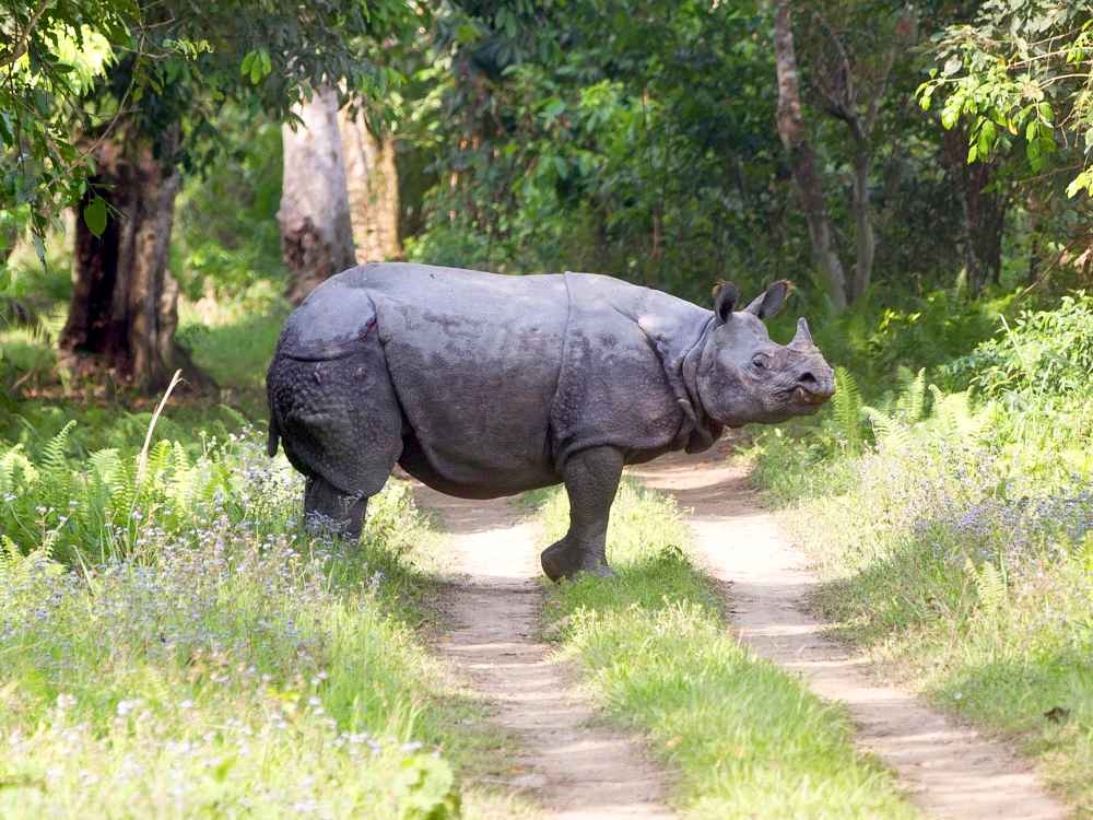 A rhino is stands in the road as Catherine, Duchess of Cambride and Prince William, Duke of Cambridge ride in an open-air jeep on safari around the National Park at Kaziranga National Park on April 13, 2016 in Guwahati, India.