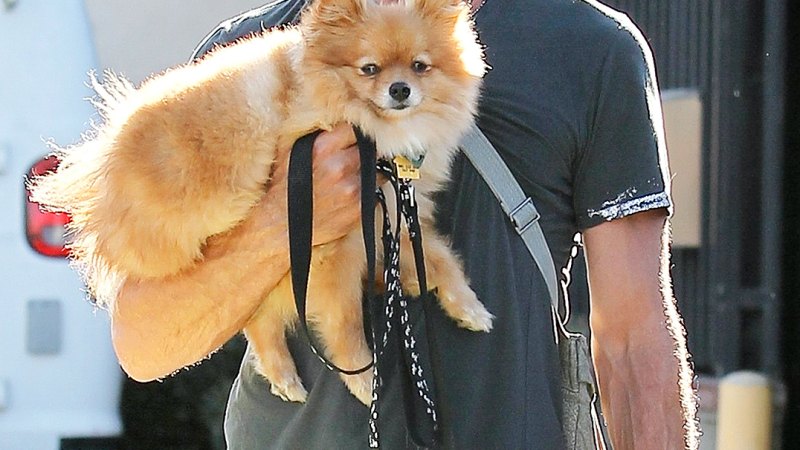 Hot Hollywood Hunks Walking Dogs