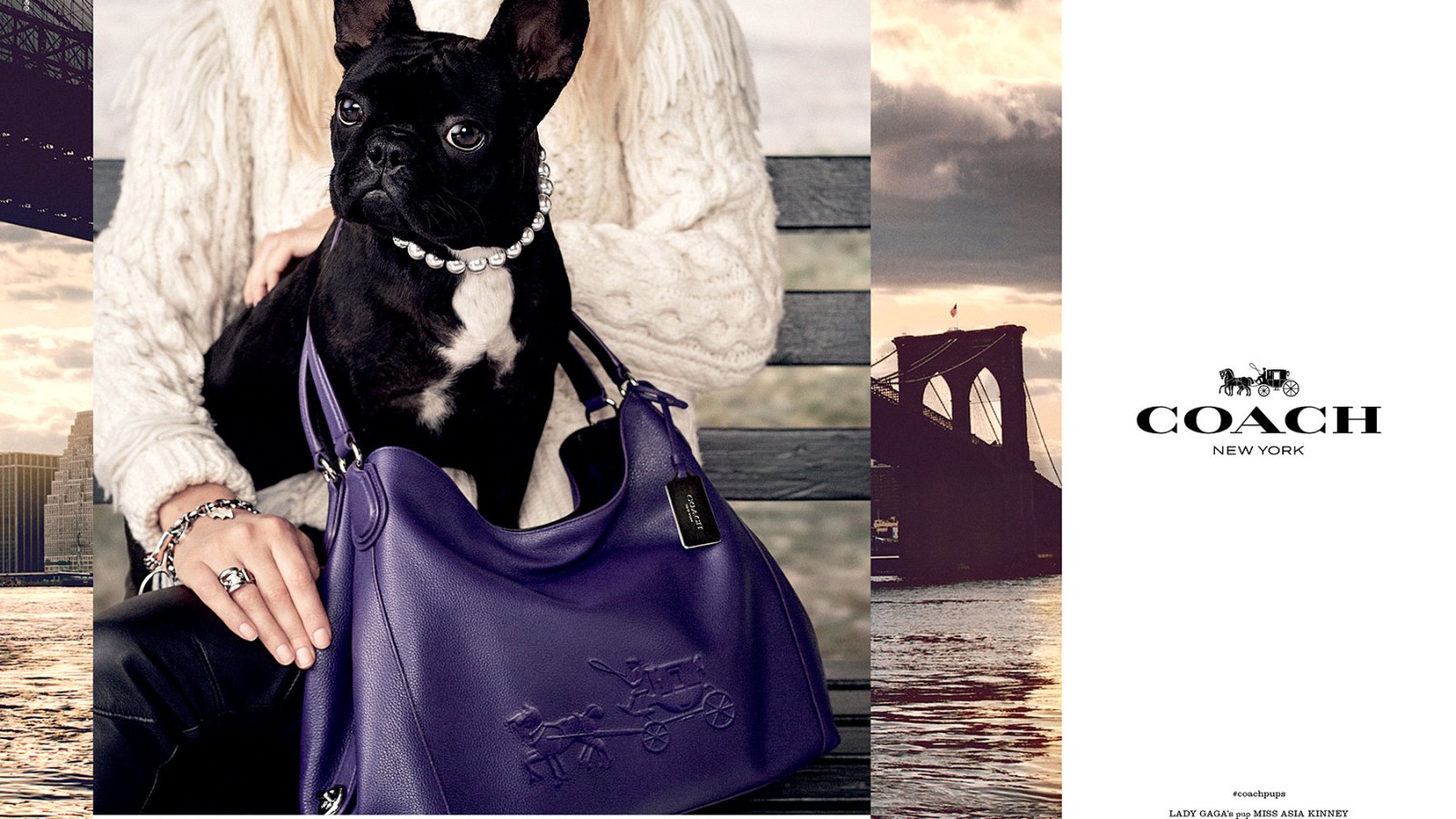 Miss Asia Kinney is featured in Coach's new campaign, "Coach Pups"