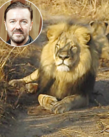 1438118482_ricky gervais cecil the lion 441