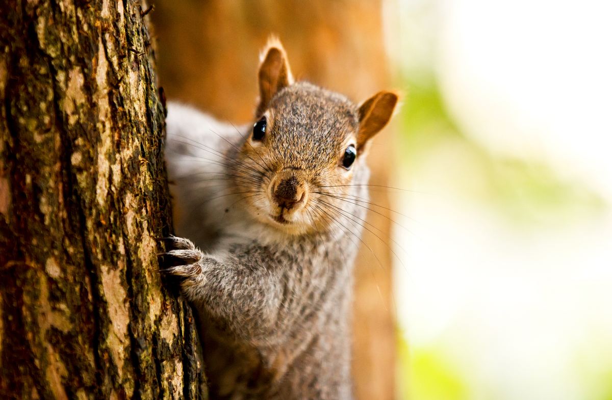 Squirrel Attacks Multiple People at Senior Citizen Center | Us Weekly