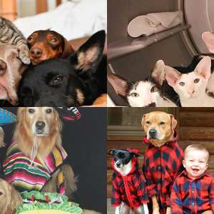 Us Petformers Awards