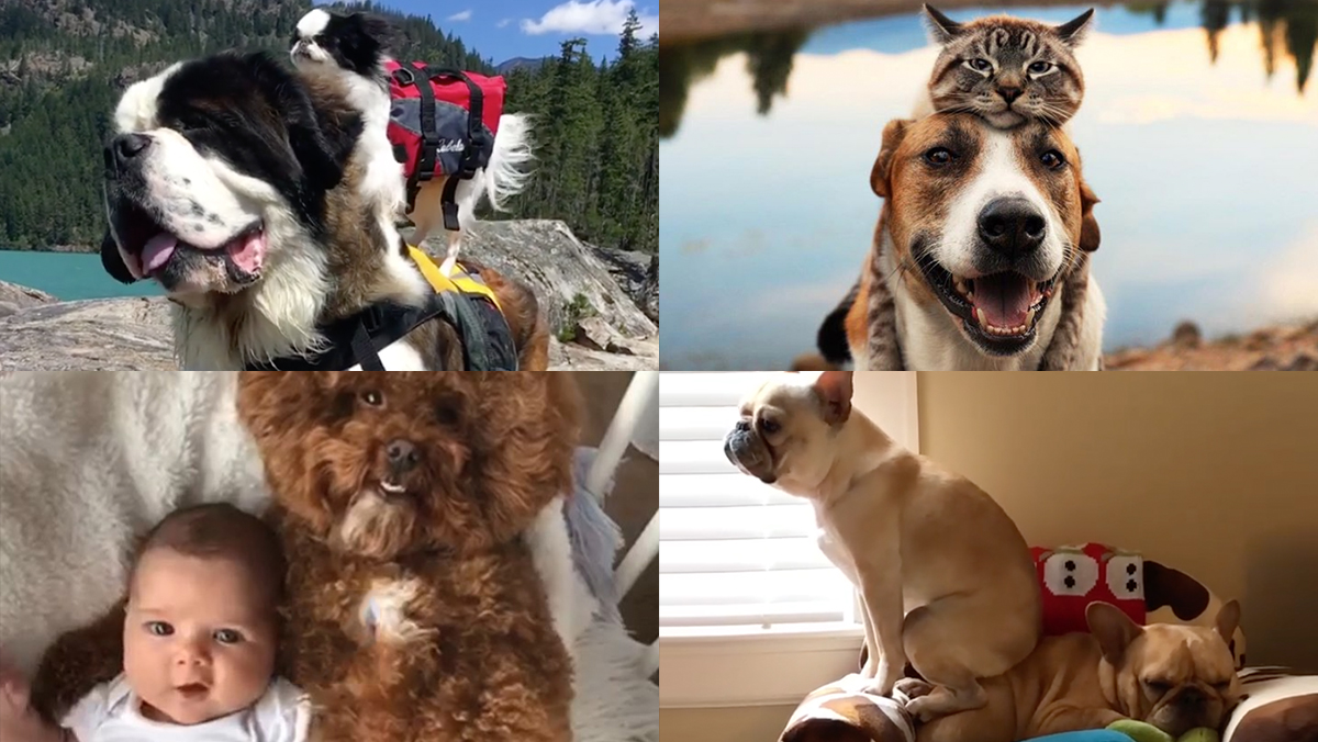 Us Petformers Awards