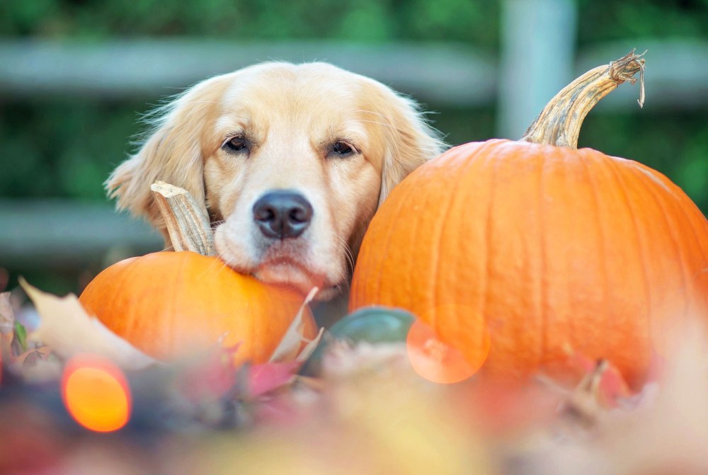 Dog and pumpkins