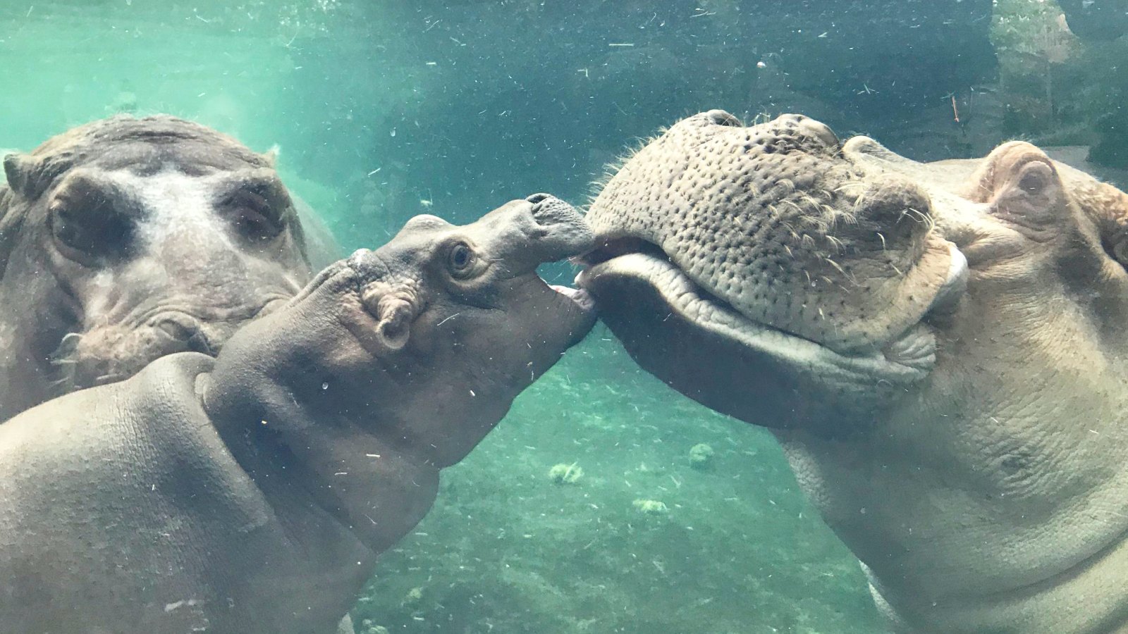 Henry the Hippo and Fiona