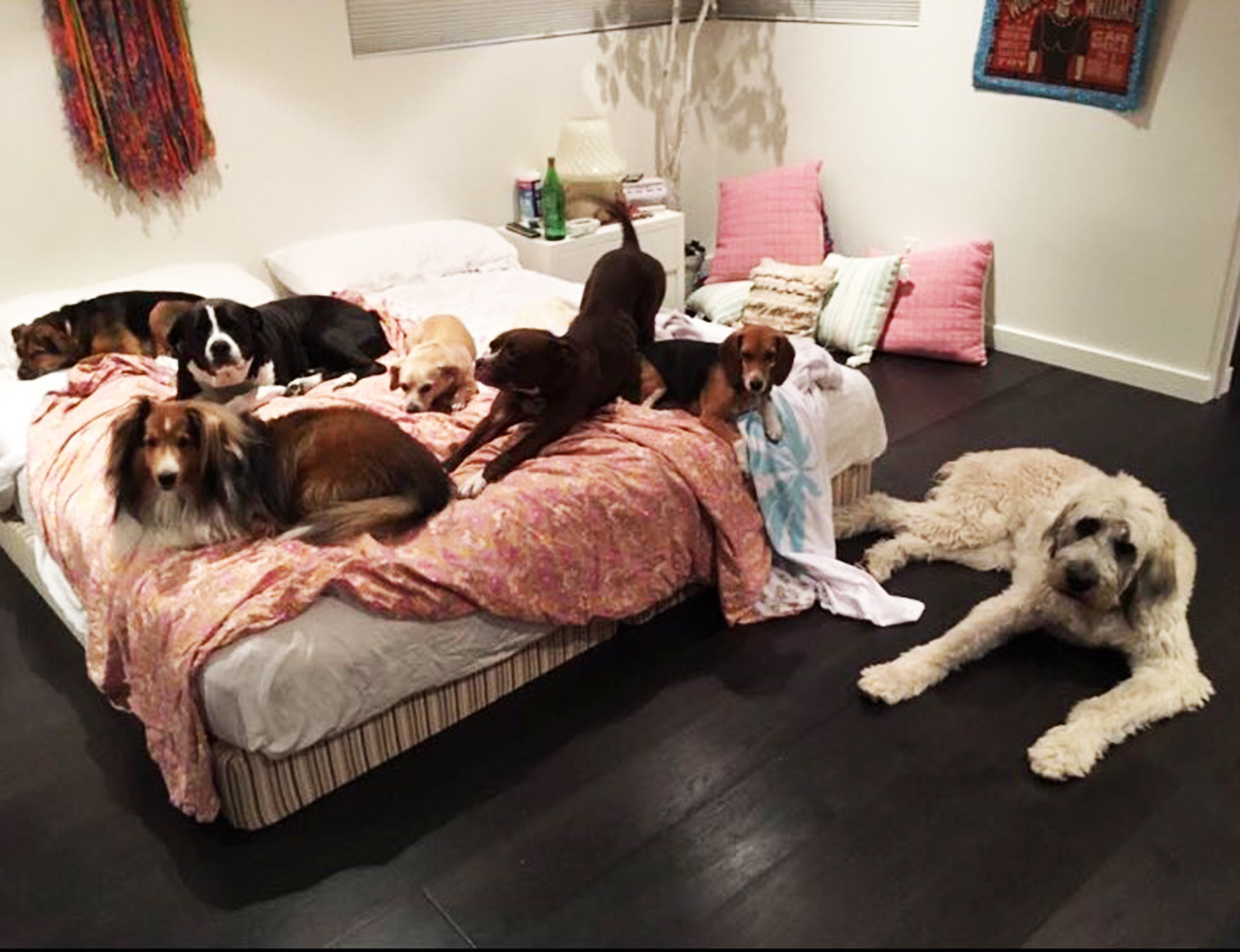 Miley Cyrus Shares Adorable Photo of Her Pets in Bed