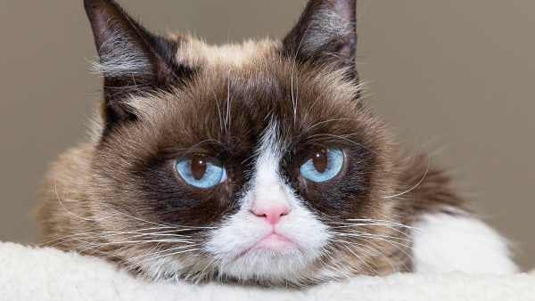 Grumpy Cat attends SXSW 2016 in Austin, Texas.