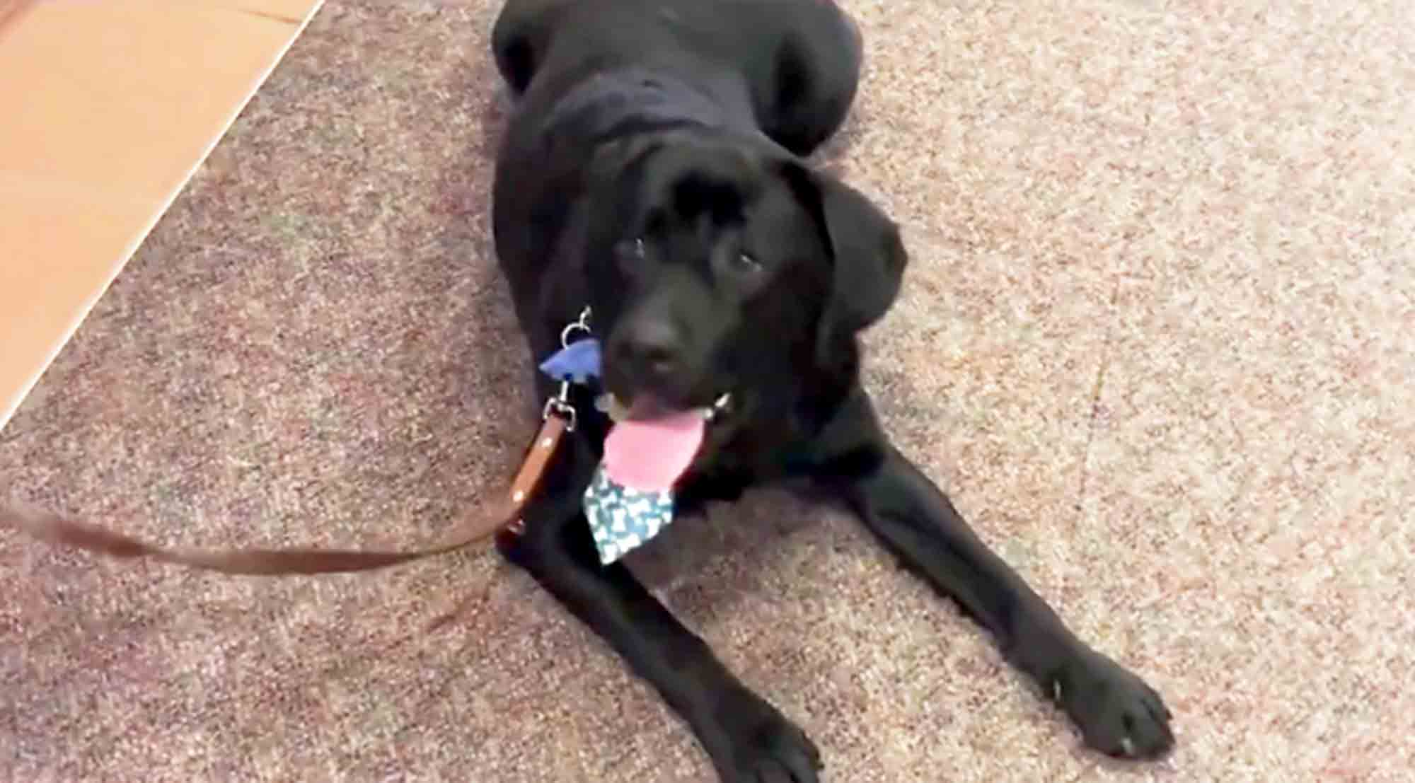 Dog Preston