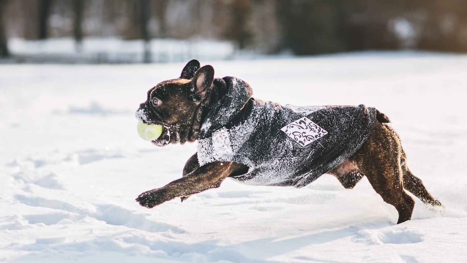French bulldog running on snow