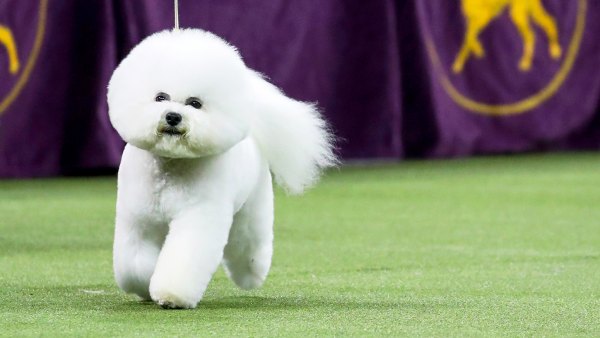 Best in Show winner Flynn, a bichon frise, competes in the finals of the 142nd Westminster Kennel Club Dog Show in New York City on February 13, 2018.