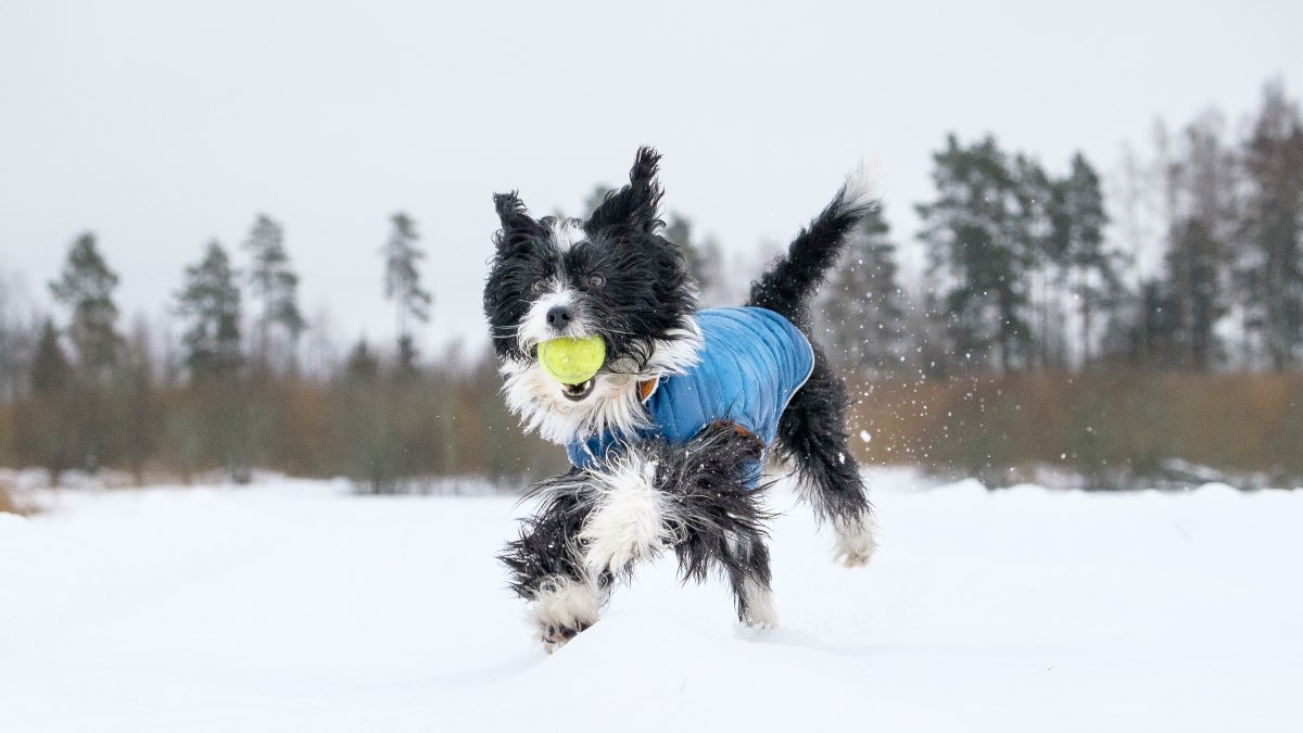 Us Weekly #PetOlympics Contest