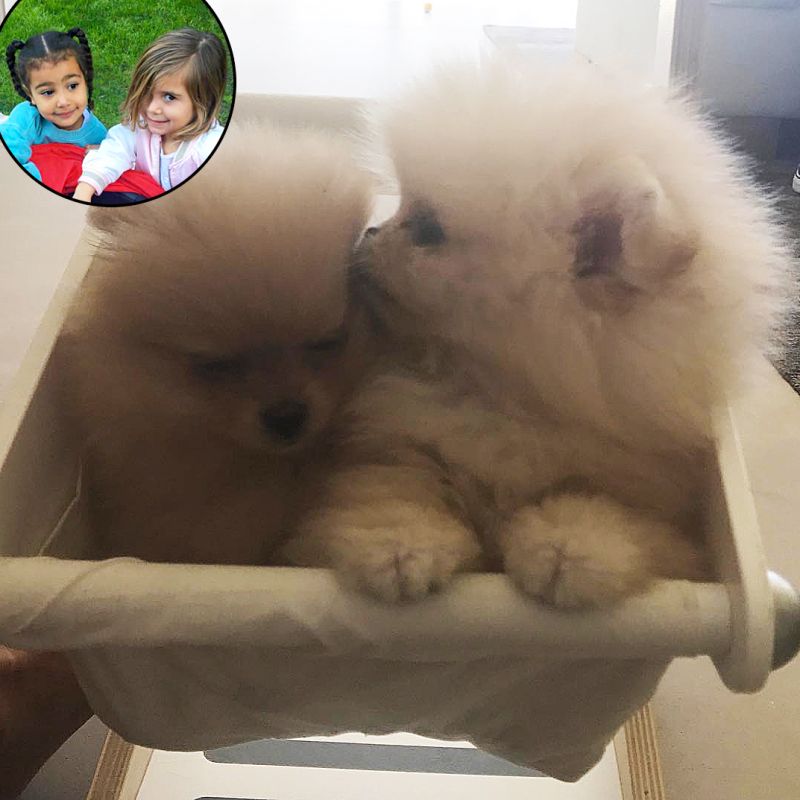 Reality TV's Most Popular Pets Sushi Honey North West Penelope Disick