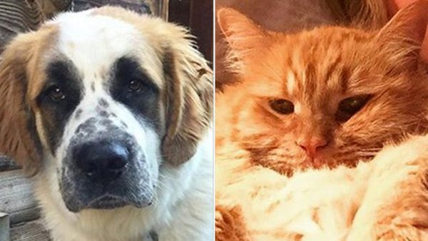 Jerry O'Connell Rebecca Romijn pets