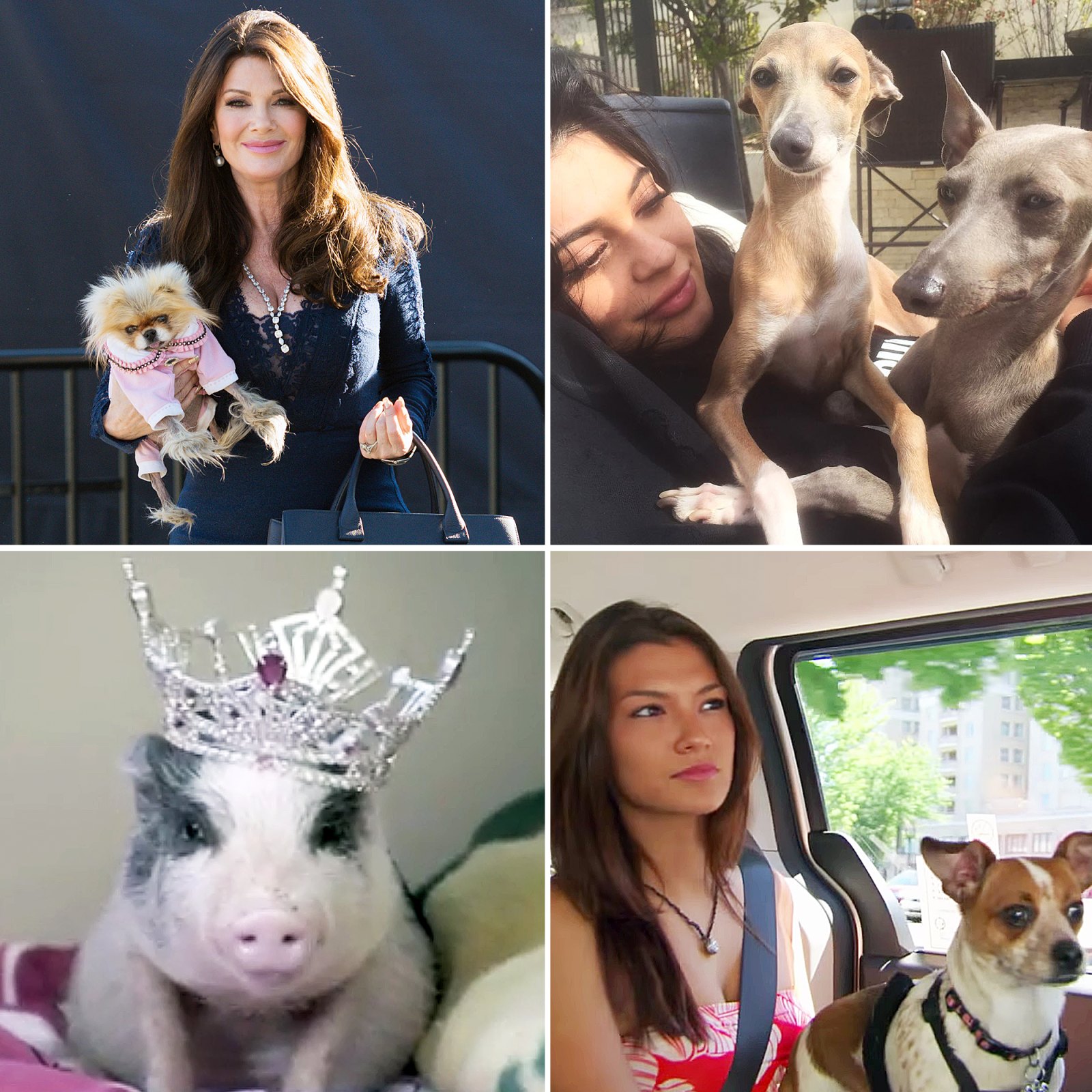 Reality TV's Most Popular Pets