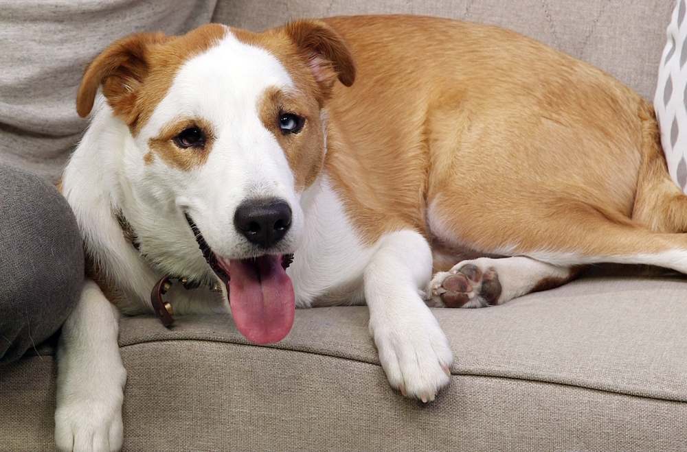 Steve Gold dog Pablo