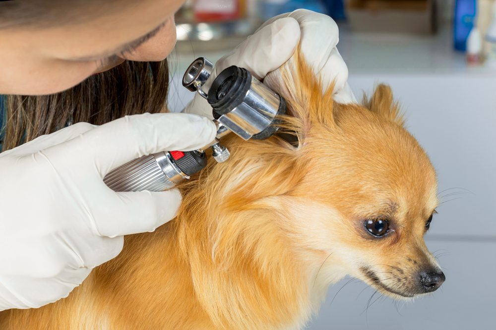 Veterinarian doctor examining dog