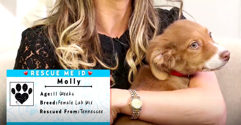 molly-rescue-dog