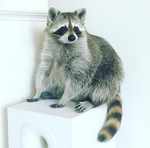 pumpkin-the-raccoon
