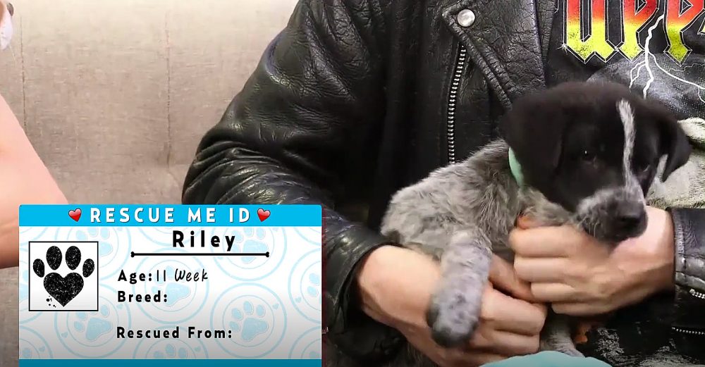 riley-rescue-dog