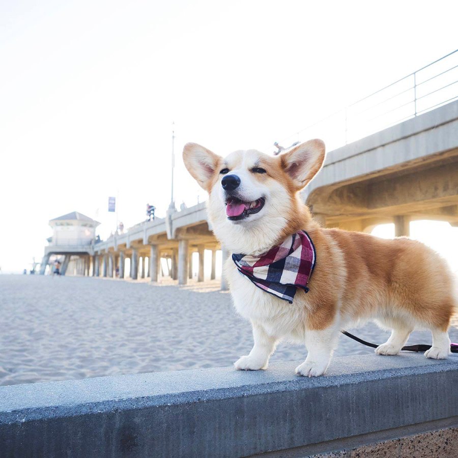 Geordi La Corgi