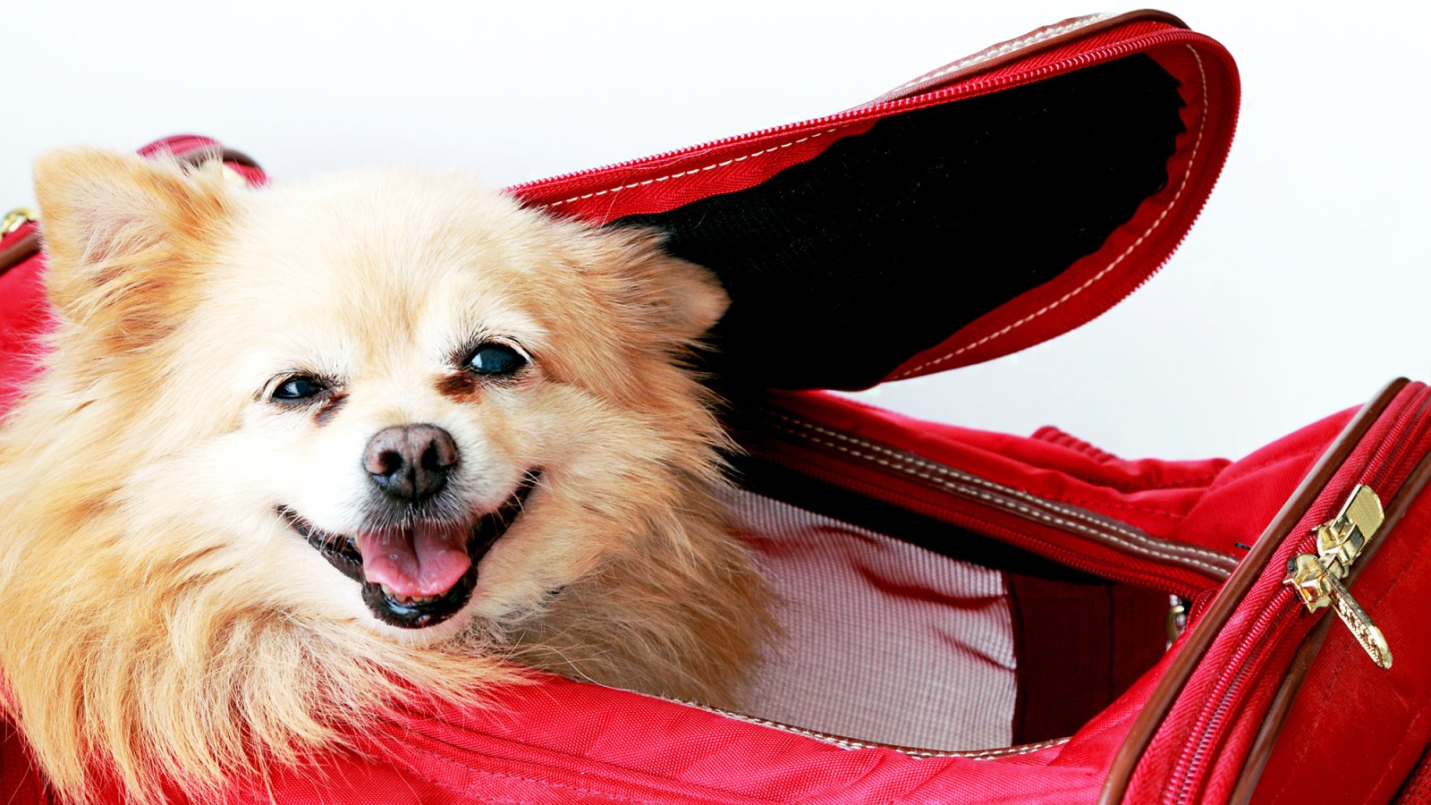 Travel With Dog