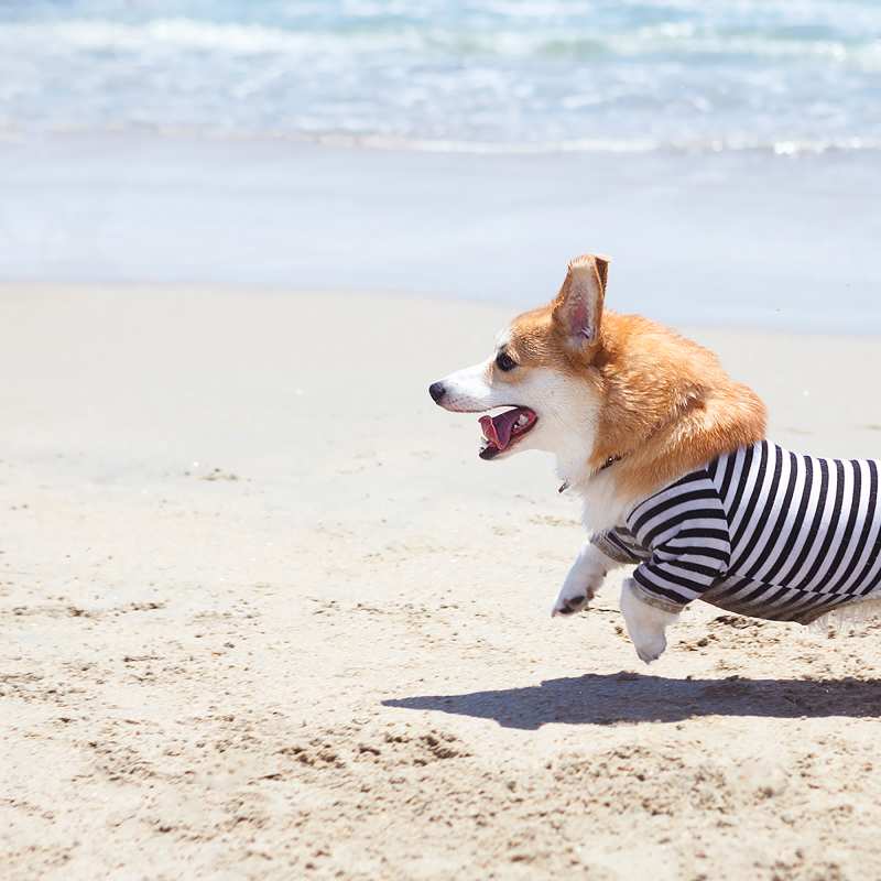 Geordi La Corgi, Rosie's Dog Beach