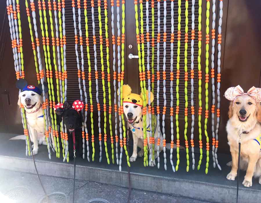 Canine Companions for Independence Disneyland