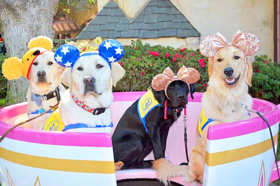 Canine Companions for Independence Disneyland