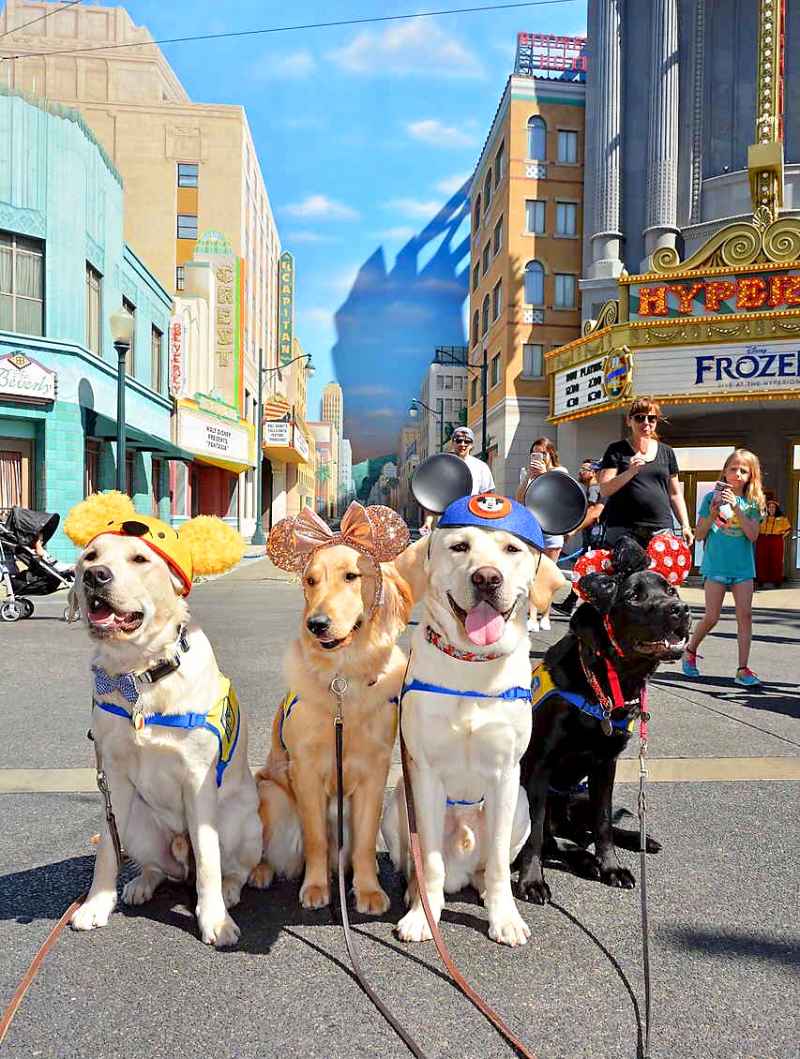 Canine Companions for Independence Disneyland