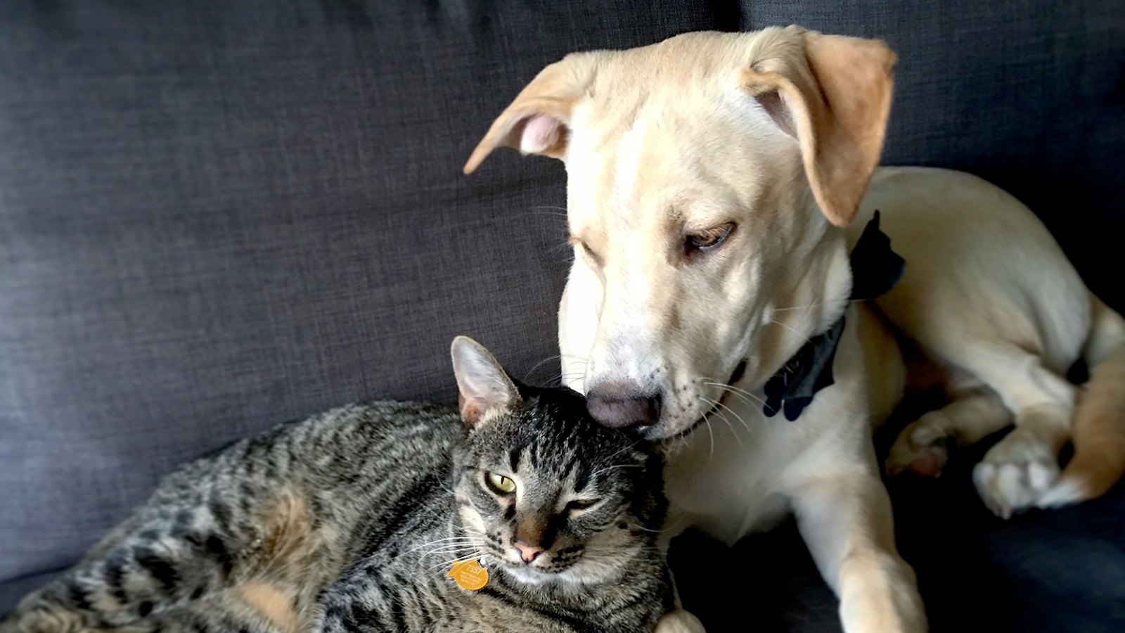 cat-dog-id-your-pet