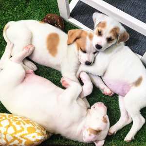 Nutrish Puppy Cam