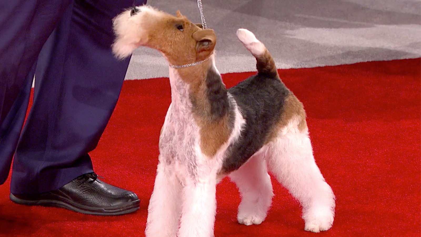 King, the winner of the 2018 Beverly Hills Dog Show