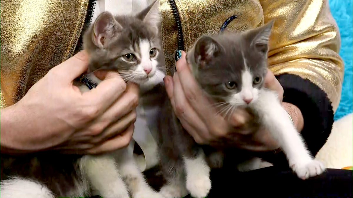 Kitty Rescue Images Help These Rescue Kittens In Need of Adoption | Us Weekly