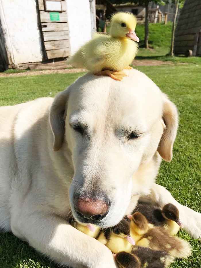 dog adopts ducklings