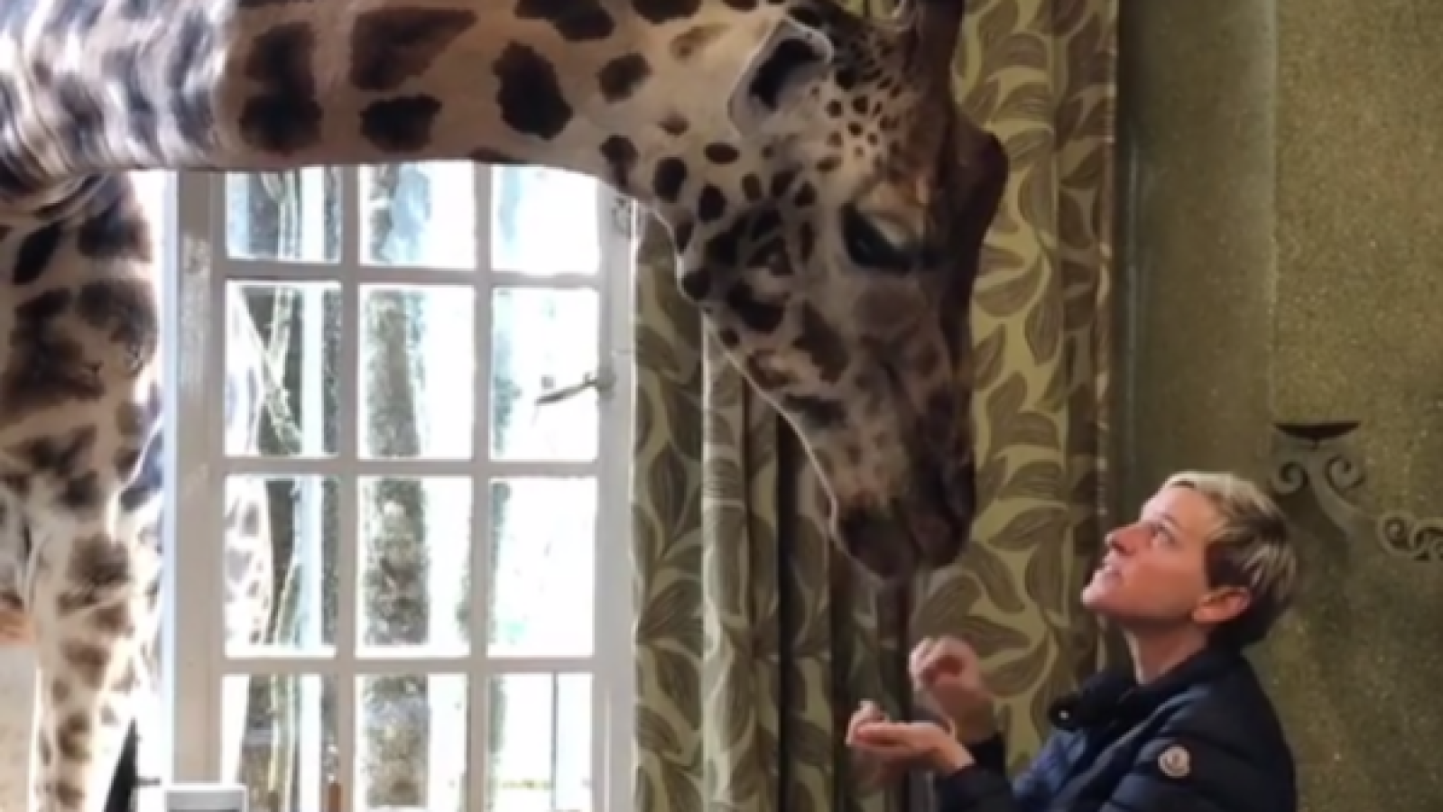 Ellen DeGeneres feeds a giraffe at Giraffe Manor in Kenya.