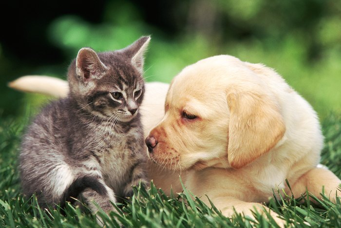What to Do When You Adopt a Puppy or Kitten
