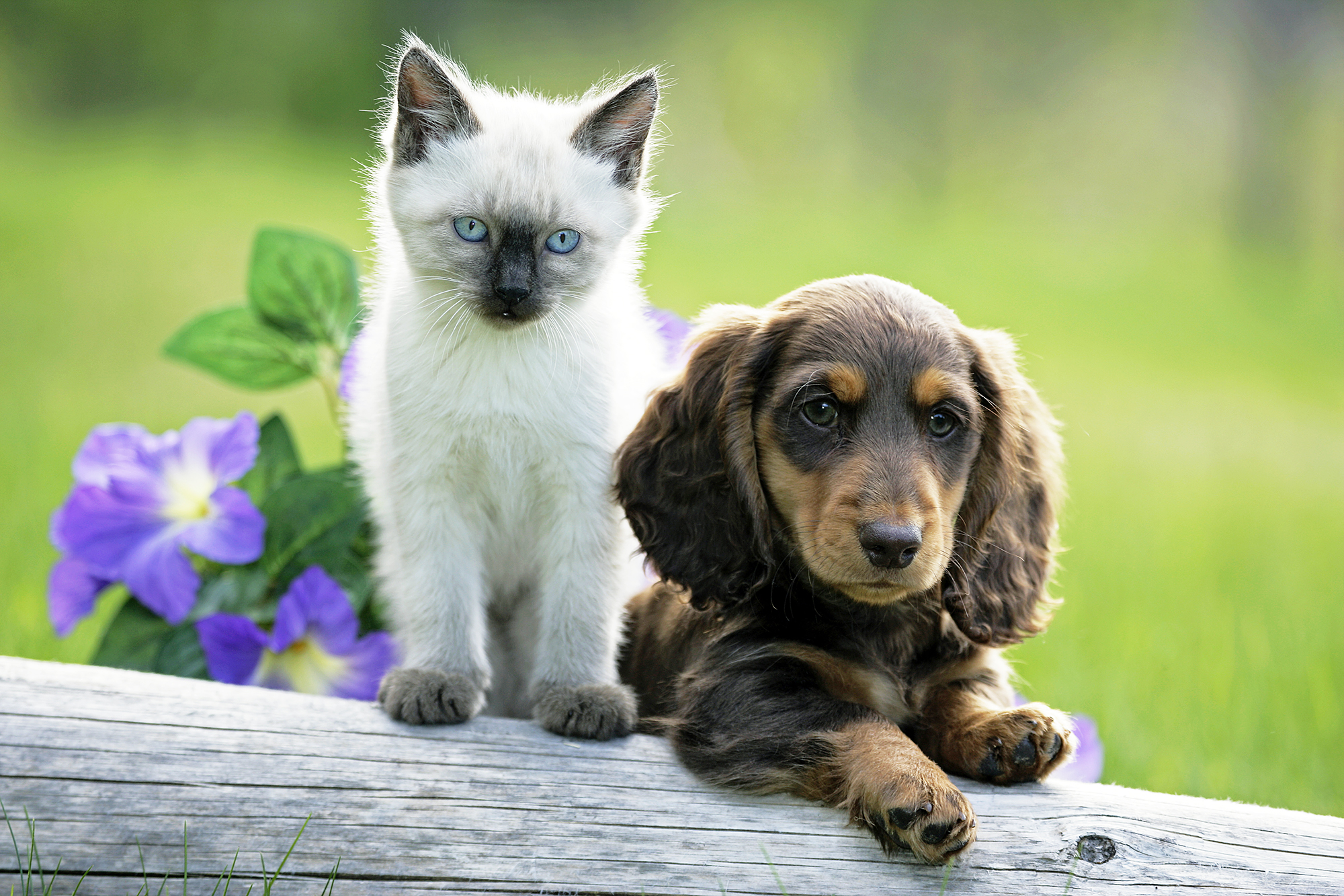 What to Do When You Adopt a Puppy or Kitten Hot World Report