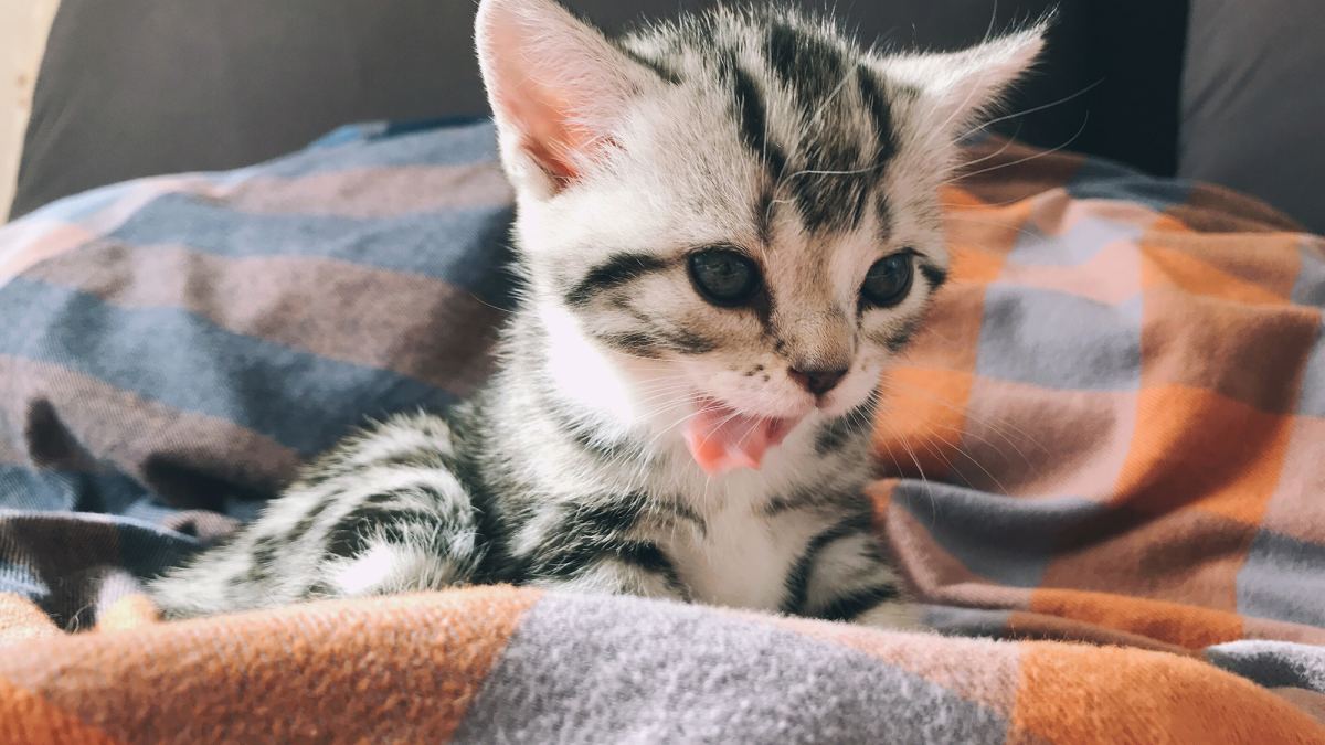 Million Cat Challenge